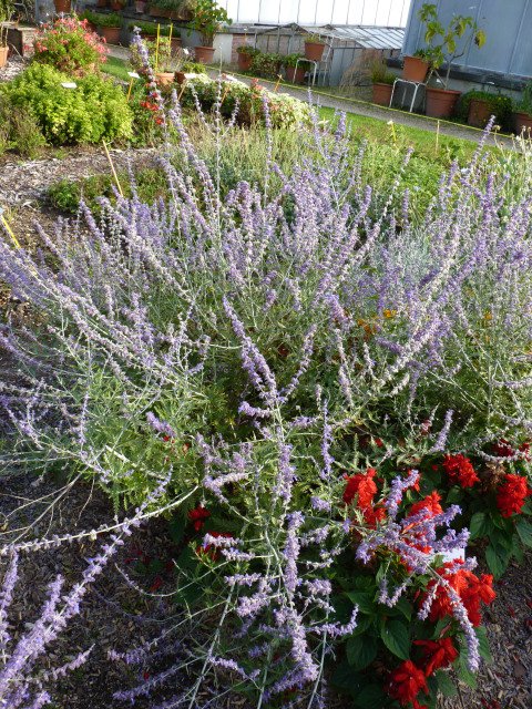 Perovskia atriplicifolia 'Little Spire' P4